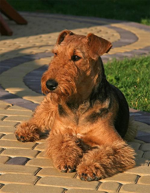 airedale ruvido #AiredaleTerrier #pies #ruvido #szczenięta #terrier