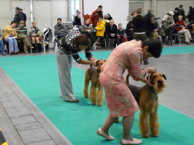 airedale ruvido wystawy #AiredaleTerrier #pies #ruvido #szczenięta #terrier