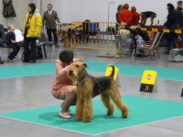 airedale ruvido wystawy #AiredaleTerrier #pies #ruvido #szczenięta #terrier