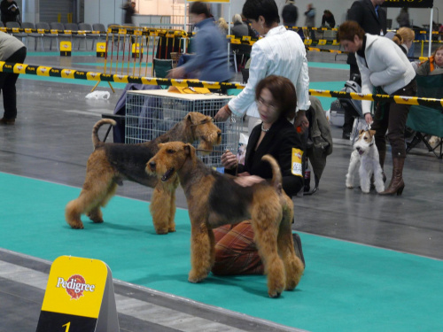 airedale ruvido wystawy #AiredaleTerrier #pies #ruvido #szczenięta #terrier