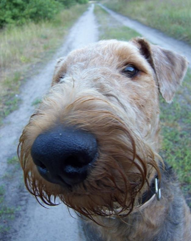 airedale ruvido wystawy #AiredaleTerrier #pies #ruvido #szczenięta #terrier