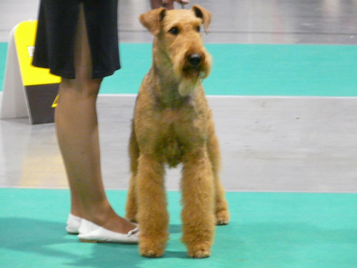 airedale ruvido wystawy #AiredaleTerrier #pies #ruvido #szczenięta #terrier