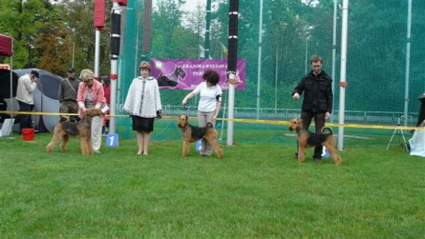 Wystawy psów #AiredaleTerrier #ruvido #szczenięta #terrier