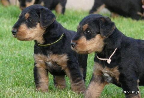 airedale ruvido #AiredaleTerrier #pies #ruvido #szczenięta #terrier