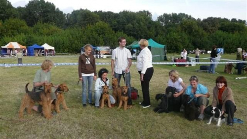 Wystawy psów #airedale #pies #ruvido #szczenięta #terier #terrier