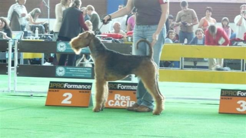 Wystawy psów #airedale #pies #ruvido #szczenięta #terier #terrier