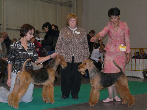 airedale ruvido wystawy #AiredaleTerrier #pies #ruvido #szczenięta #terrier