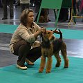 airedale ruvido wystawy #AiredaleTerrier #pies #ruvido #szczenięta #terrier