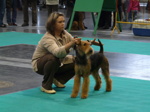 airedale ruvido wystawy #AiredaleTerrier #pies #ruvido #szczenięta #terrier