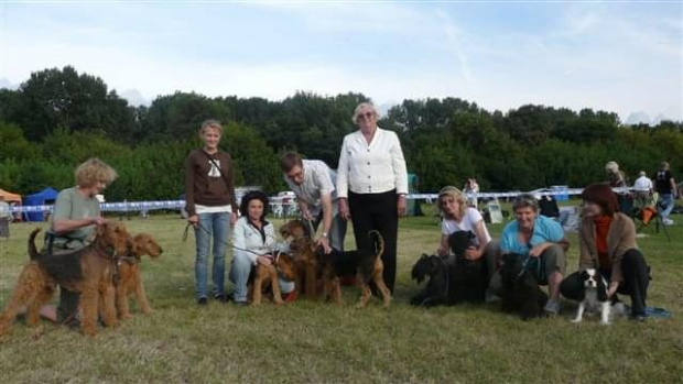 Wystawy psów #airedale #pies #ruvido #szczenięta #terier #terrier