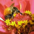Pszczółka na cynii :)