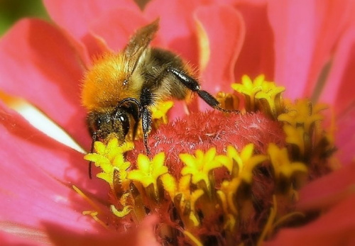 Pszczółka na cynii :)