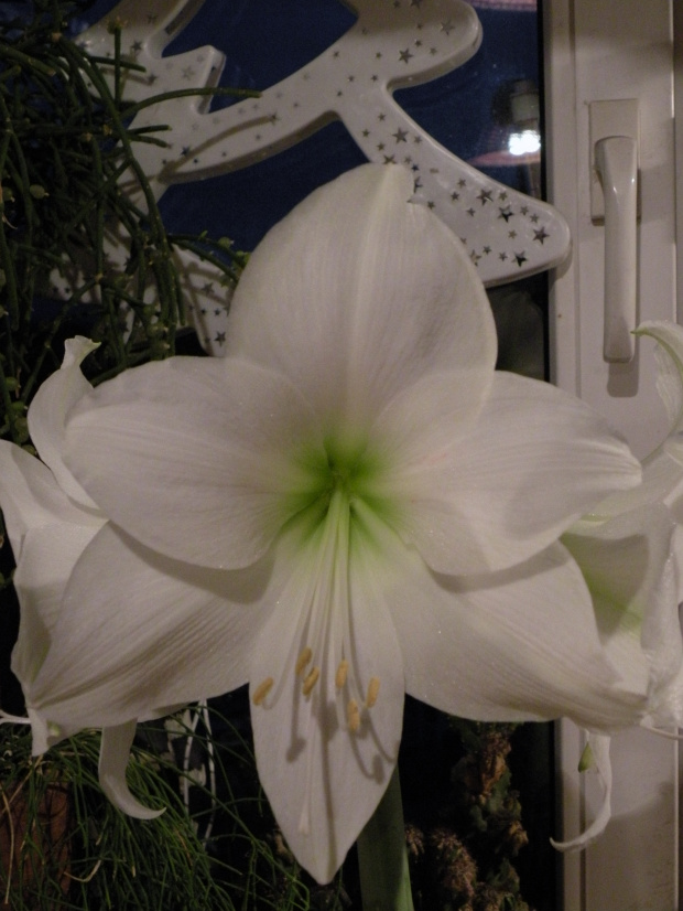 'Arctic White'