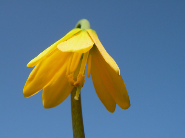 Fritillari fragrance