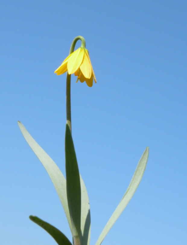 Fritillari fragrance