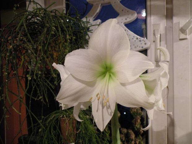 'Arctic White'