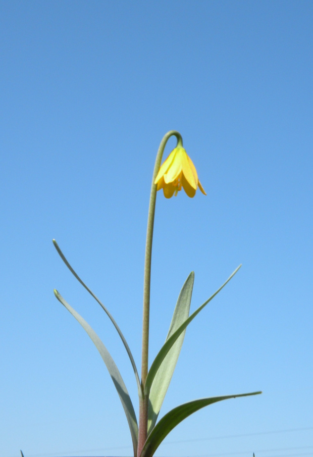 Fritillari fragrance