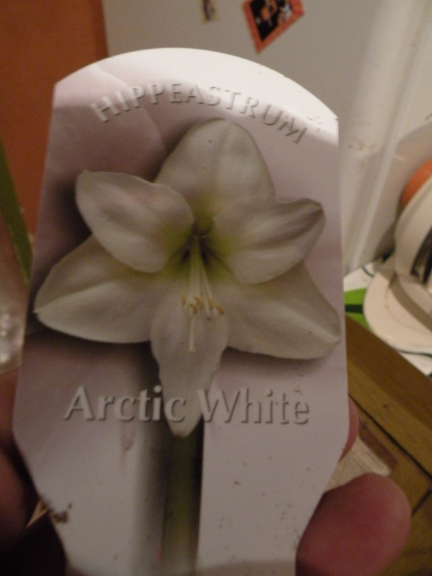 'Arctic White'