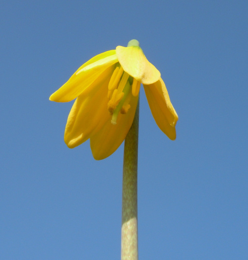 Fritillaria fragrance