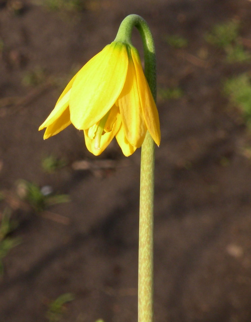 Fritillaria fragrance