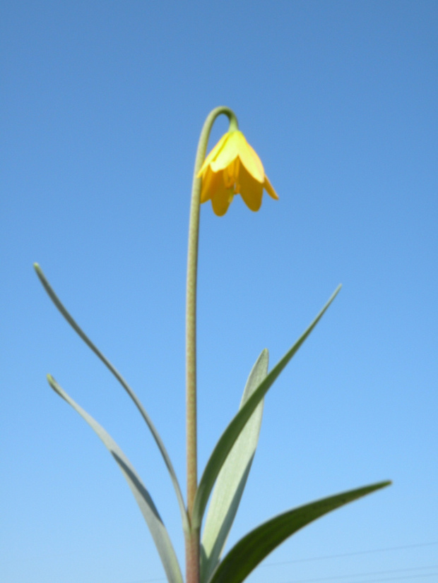 Fritillari fragrance