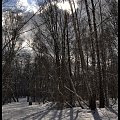 Lasek Bytkowski #las #LasekDrzewa #drzewo #chmury #niebo #zima