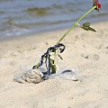 #róża #kwiat #kwiatek #bałtyk #morze #plaża