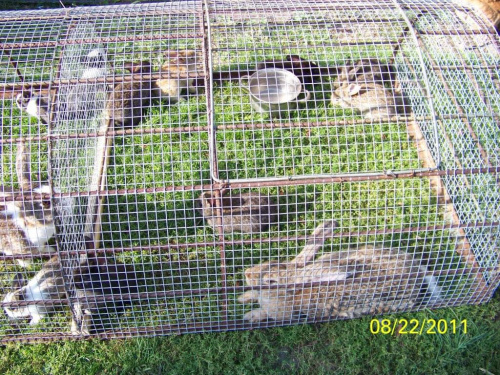 Relaks młodych z mamusiami #HodowlaKrólików #króliki