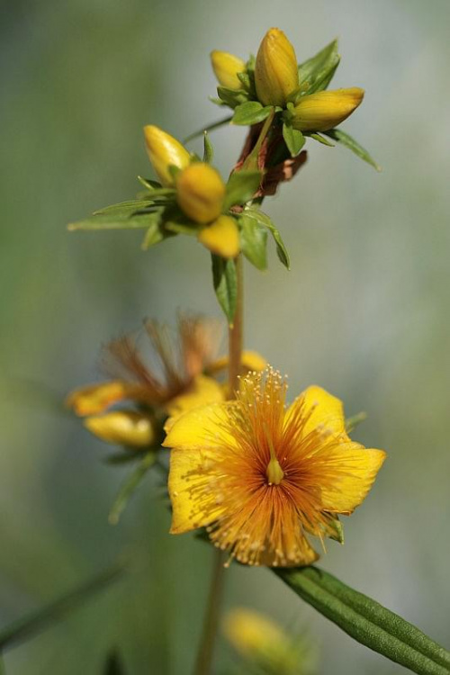 dziurawiec
hypericum densiflorum "buttercup" #dziurawiec