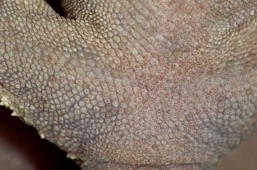 #CrestedGecko #GekonOrzęsiony #macro #makro #RhacodactylusCiliatus