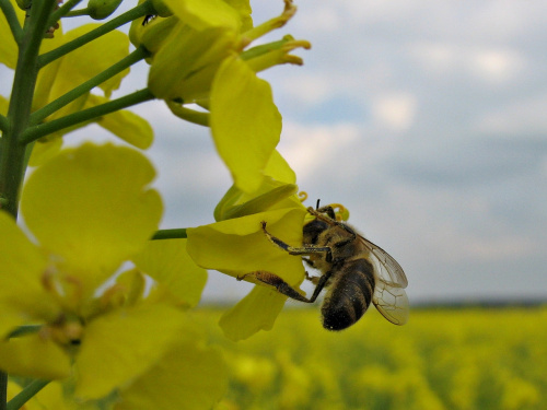 będzie miód :) #pole #rzepak #pszczoły