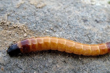 to też ogródkowe ... :)) #robale #wiosna #ogród #makro