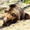 kolejna wizyta w ZOO #zoo #wrocław #zwierzęta #niedźwiedź