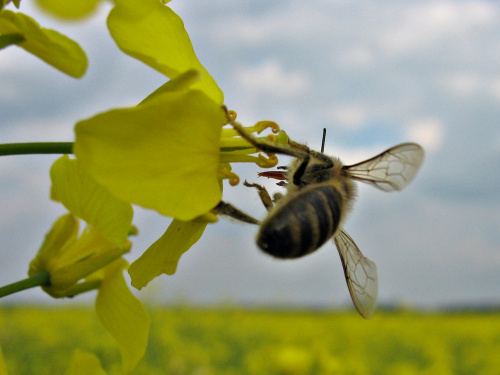 będzie miód :) #pole #rzepak #pszczoły
