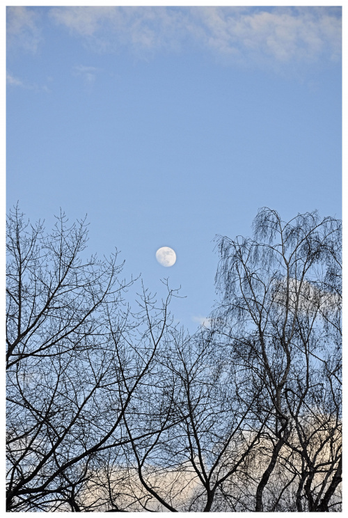 #wiosna #księżyc #niebo #drzewa