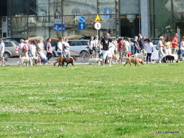 Parada labradorów. Warszawa 2011