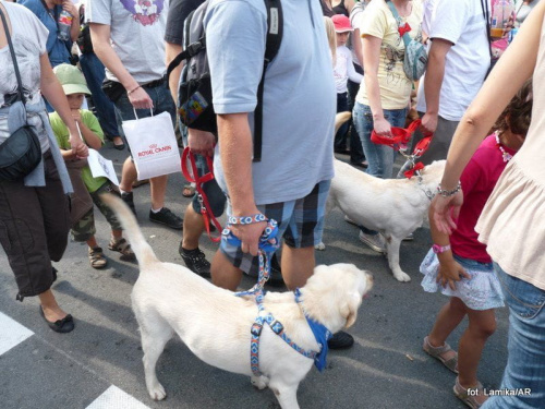 Parada labradorów. Warszawa 2011