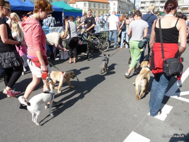 Parada labradorów. Warszawa 2011