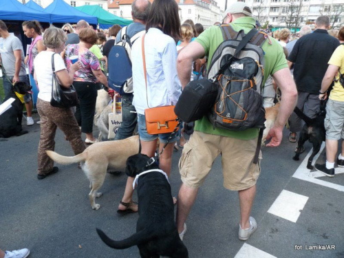 Parada labradorów. Warszawa 2011