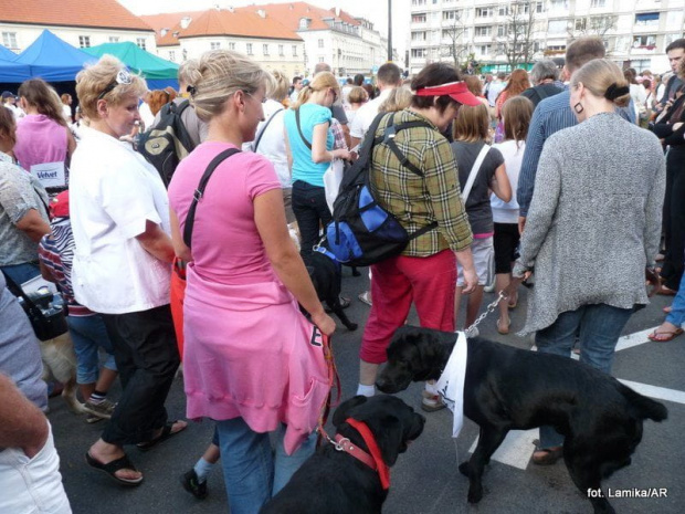 Parada labradorów. Warszawa 2011