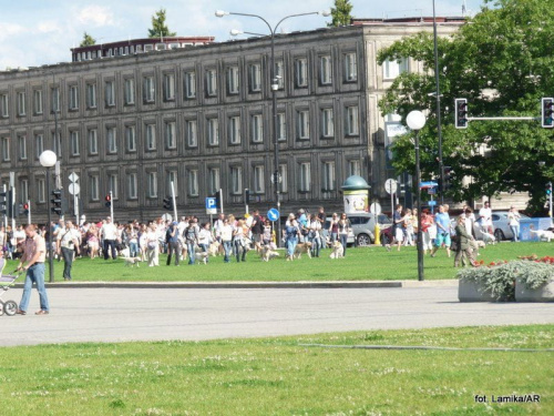 Parada labradorów. Warszawa 2011