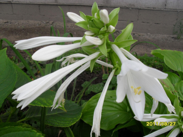 hosta