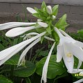 hosta