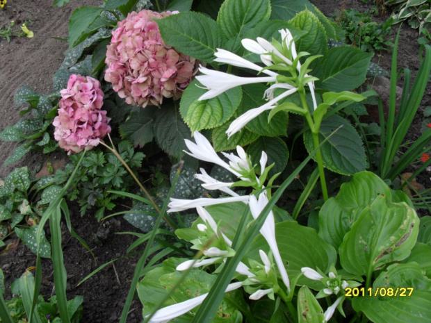 hosta z hortensjami