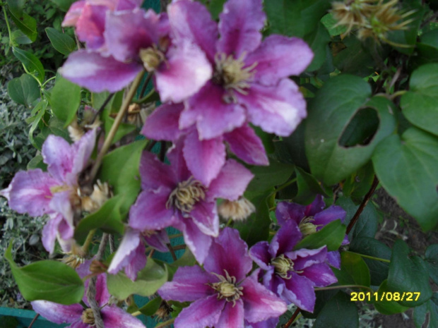 clematis