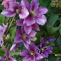 clematis