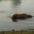 Lady zdecydowanie nie lubi schylać się do picia