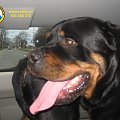 #rottweiler #rottka