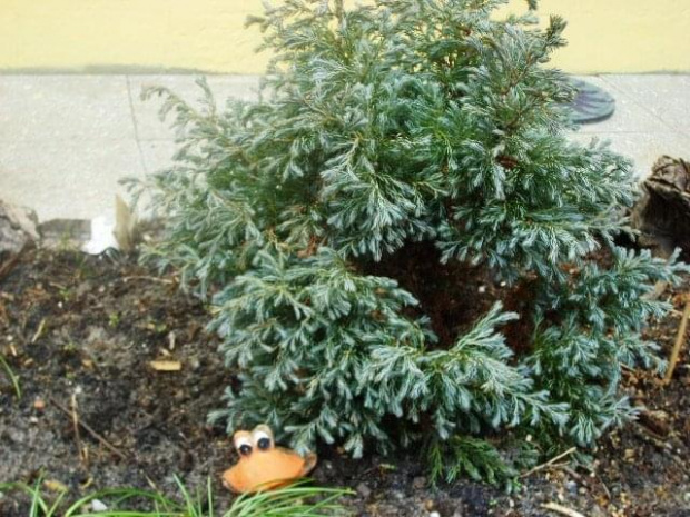 A ku, ku! Tu jestem. Żabusia.