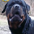 #rottweiler #rottka